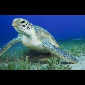 Meet your Posher, Angel